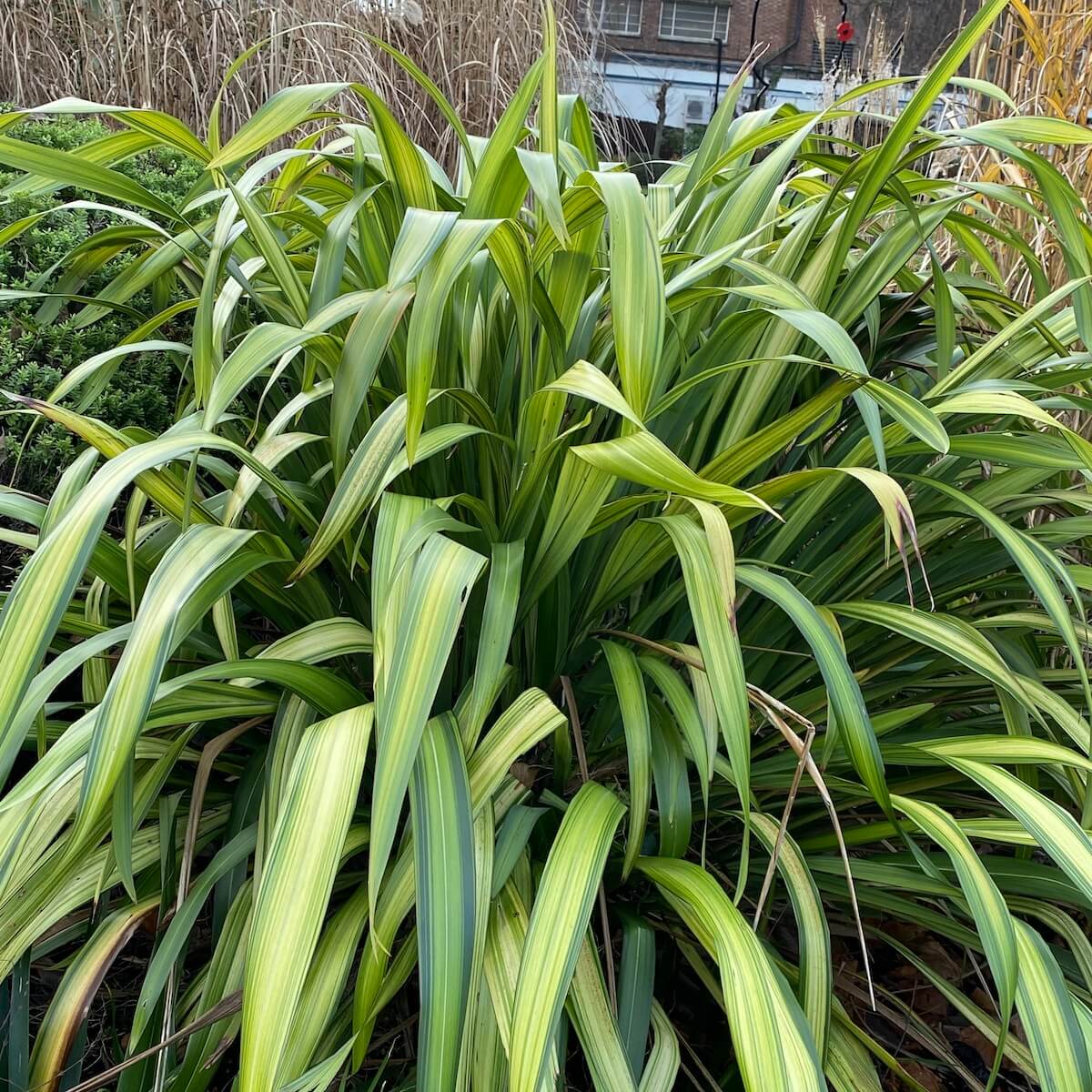 Phormium Yellow Wave Variegated Leaves Phormium Yellow Wave Variegated Leaves