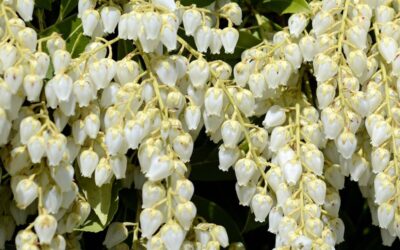 Pieris japonica Debutante