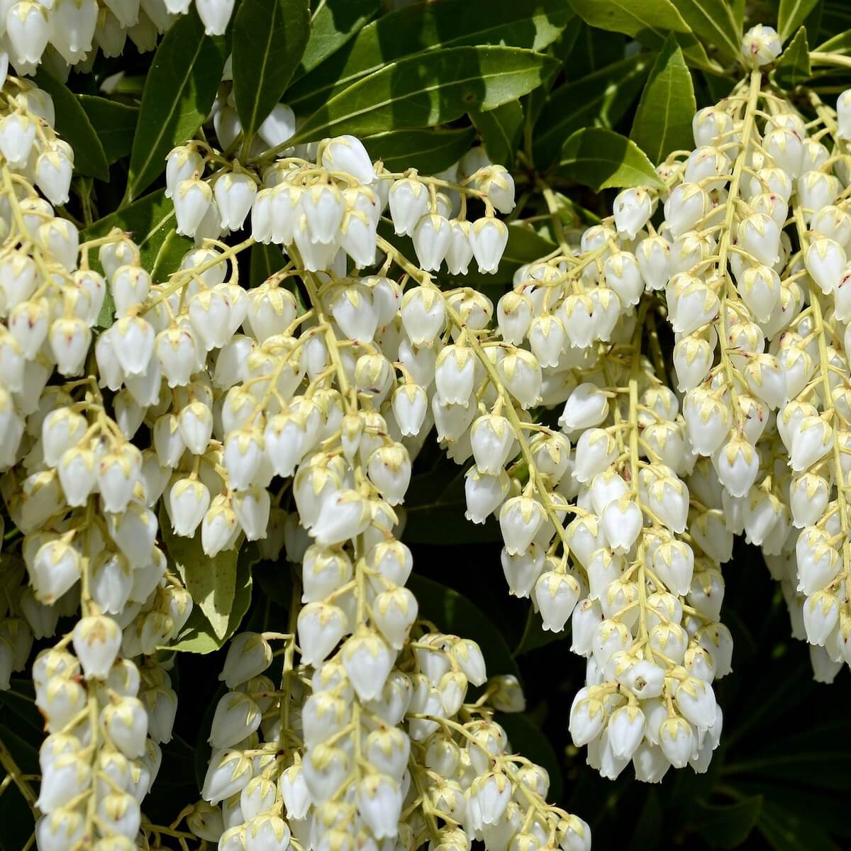 Pieris japonica Debutante White Flowers Close Up