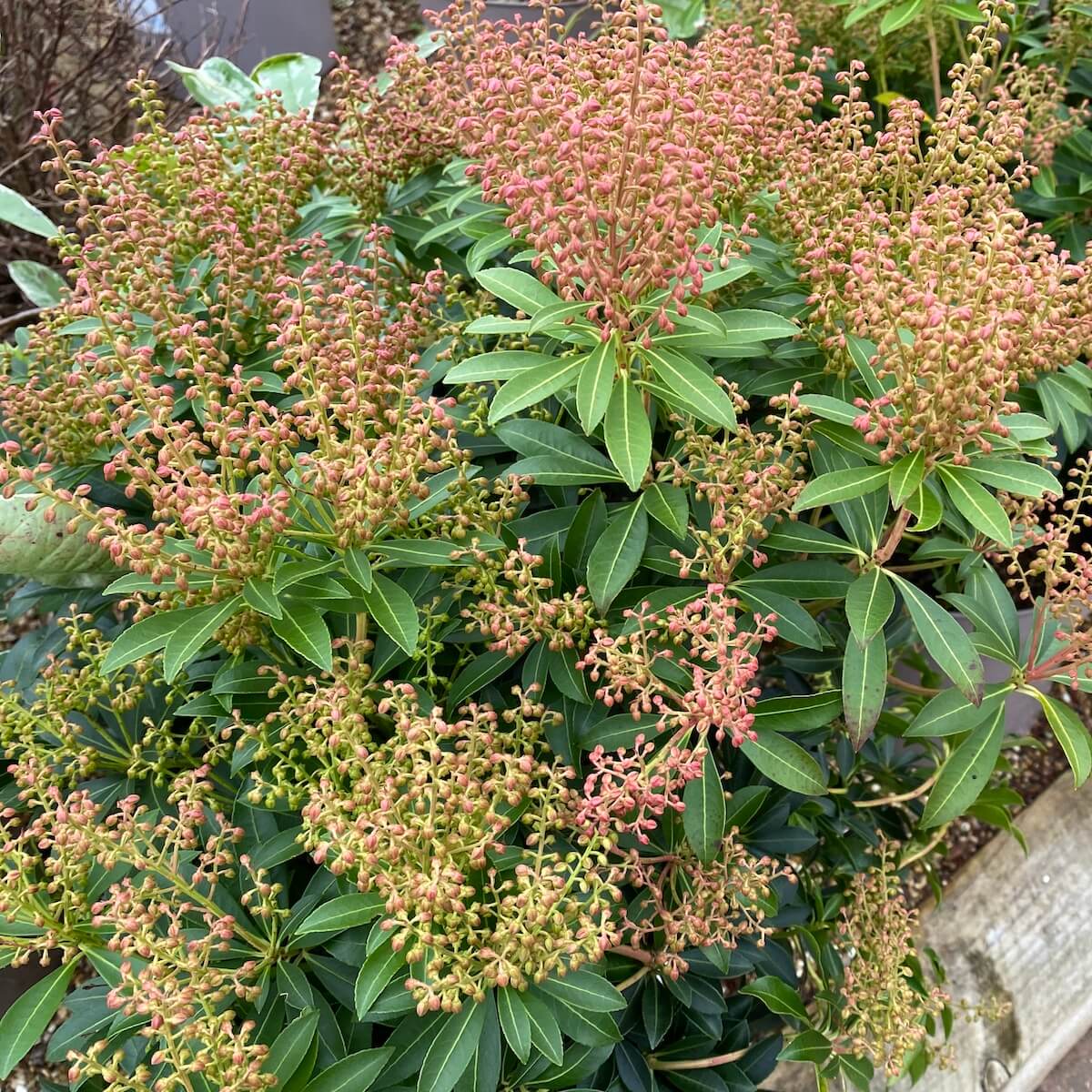 Pieris japonica Debutante Showing Flower Buds in December