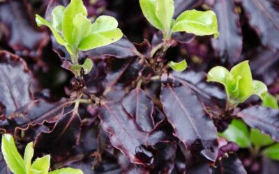 Pittosporum Tom Thumb