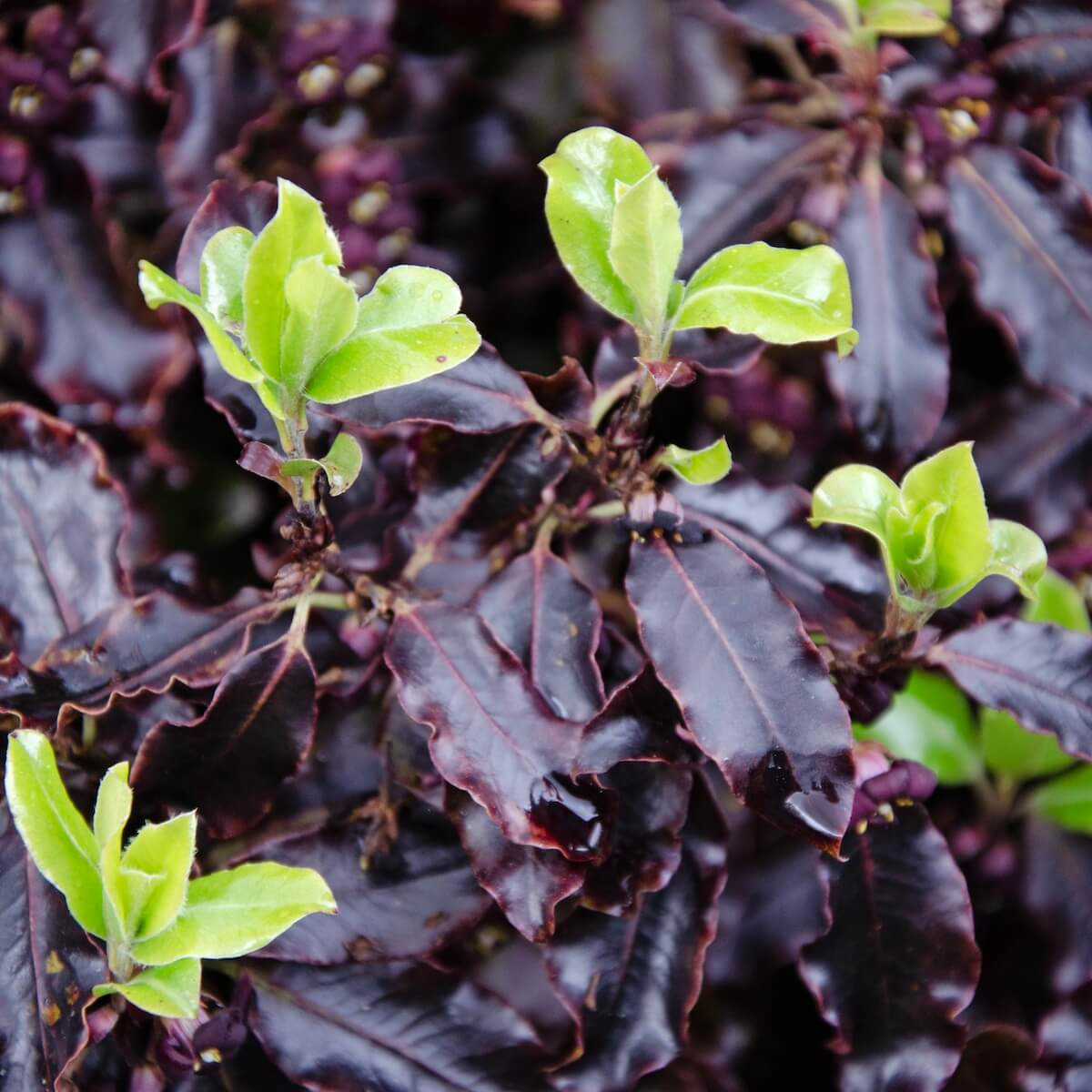 Pittosporum tenuifolium Tom Thumb New Green Shoots Pittosporum Tom Thumb New Green Shoots