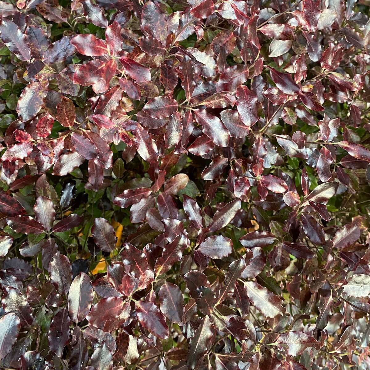 Pittosporum tenuifolium Tom Thumb in Winter Pittosporum Tom Thumb in Winter