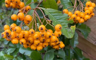 Pyracantha Soleil d’Or