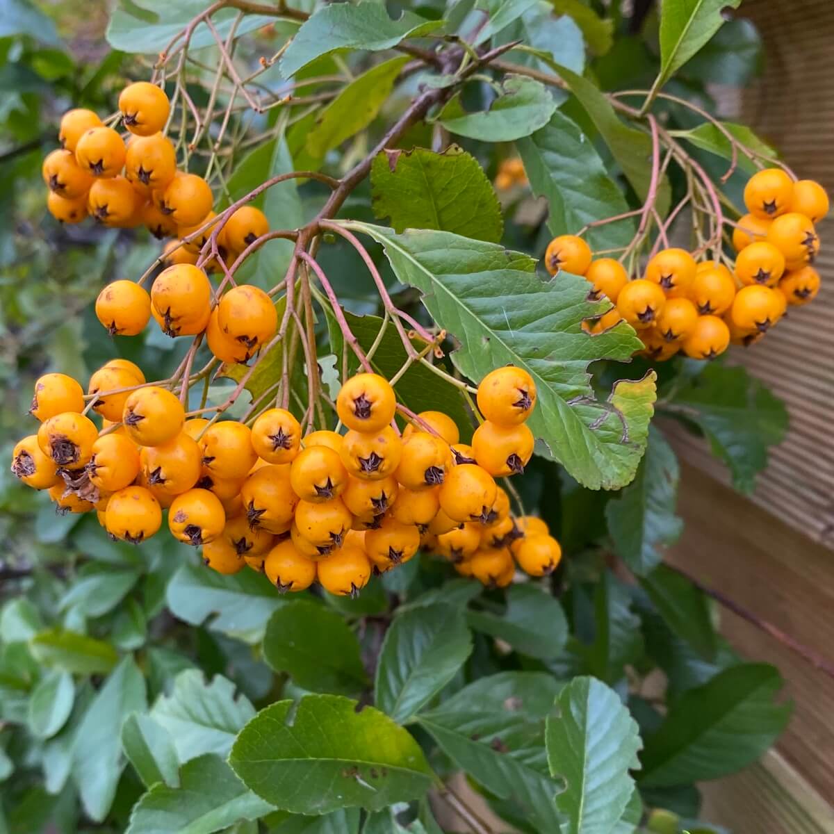 Pyracantha Soleil d'Or Autumn Berries Pyracantha Soleil d'Or Autumn Berries