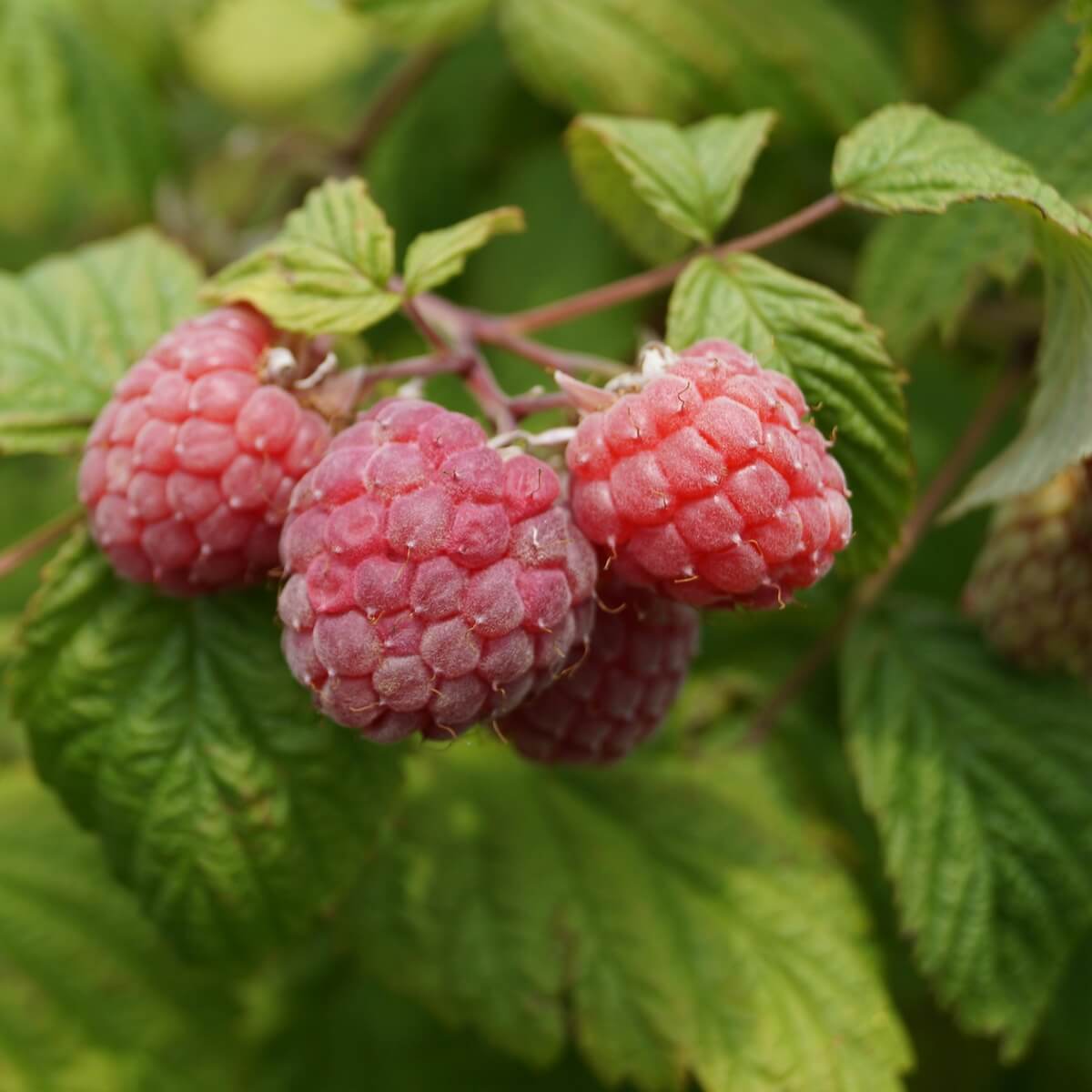 Raspberries Ripening on the Plant Raspberries Ripening on the Plant