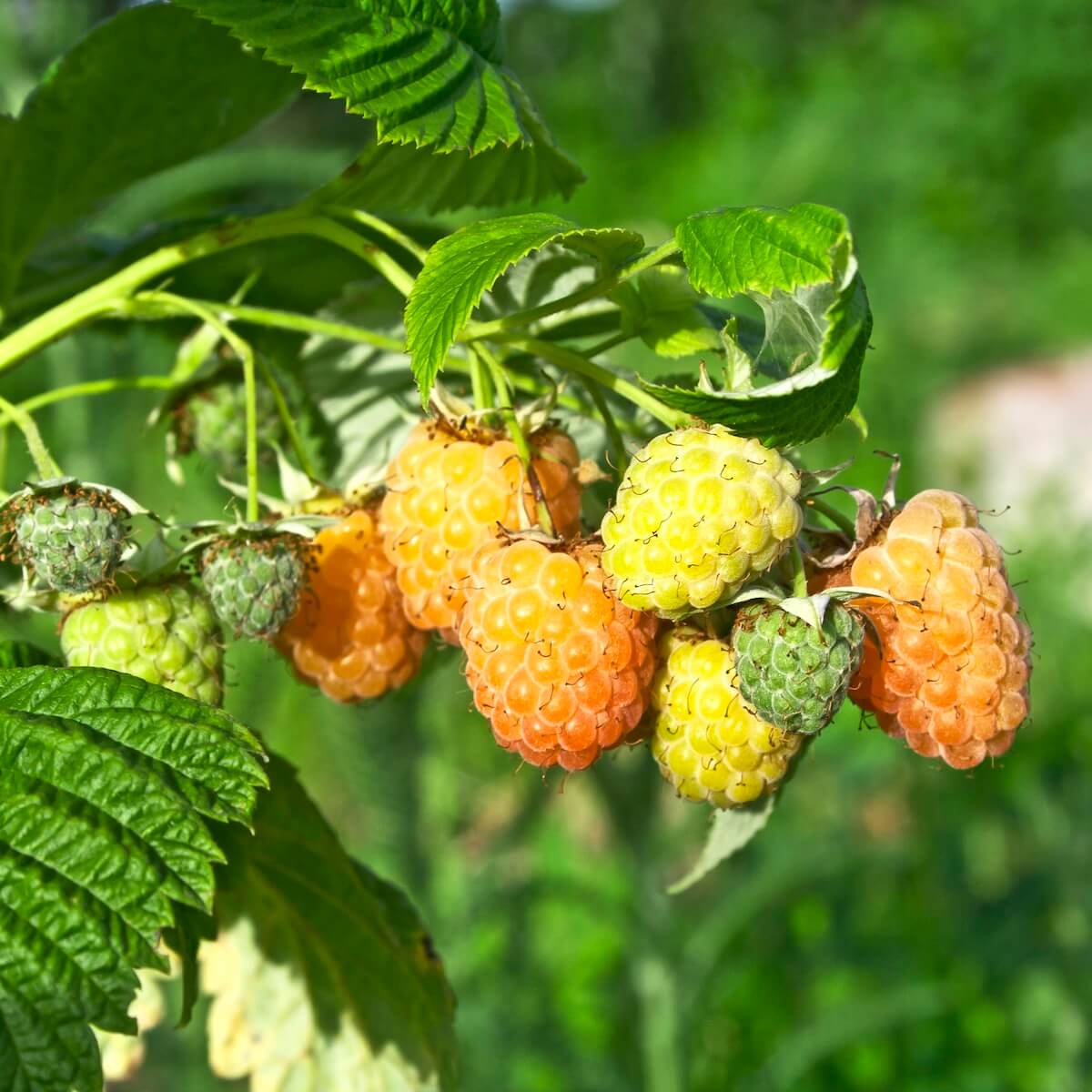 Raspberry Allgold Fruit Ripening on the Plant