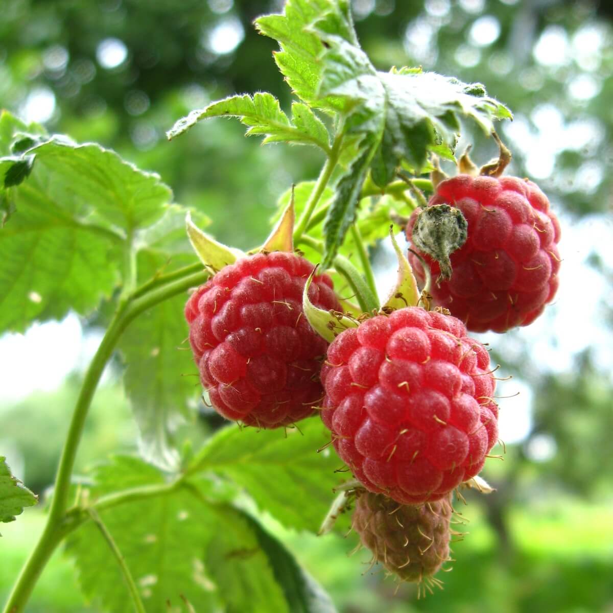 Raspberry Autumn Bliss Fruit Ripening on the Plant