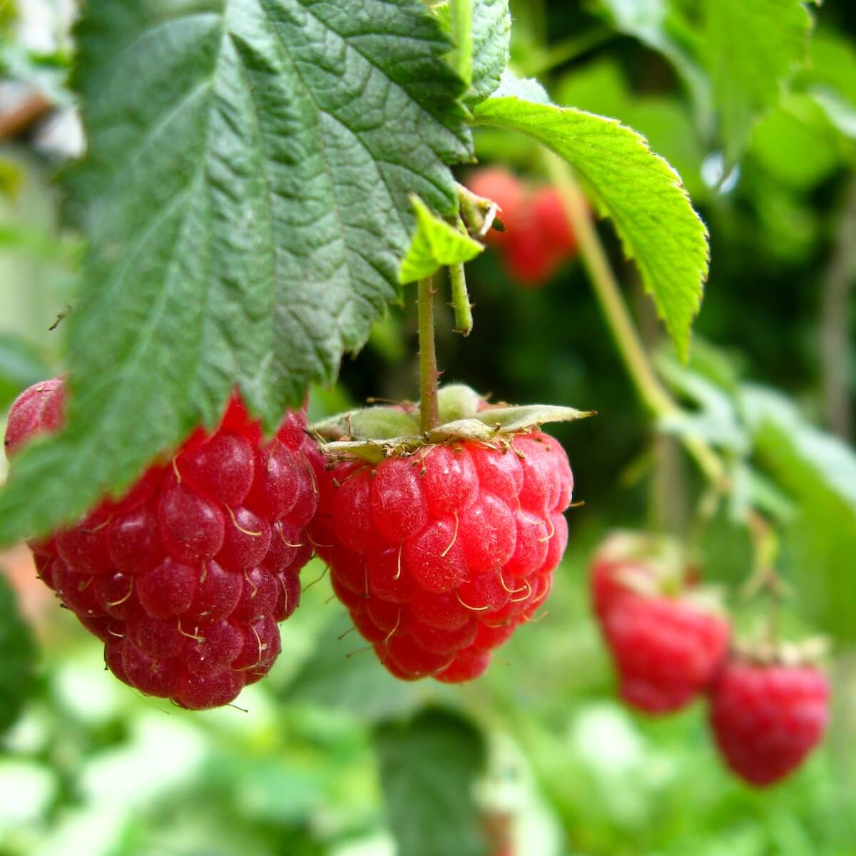 Raspberry Autumn Treasure Fruit Ripening on the Plant