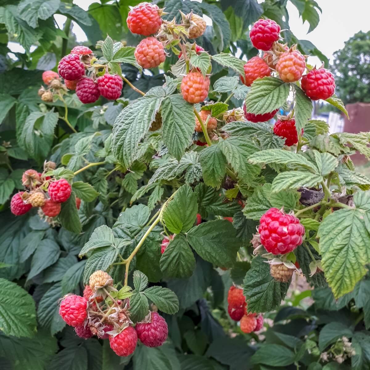Raspberry Glen Ample Berries Ripening on the Plant