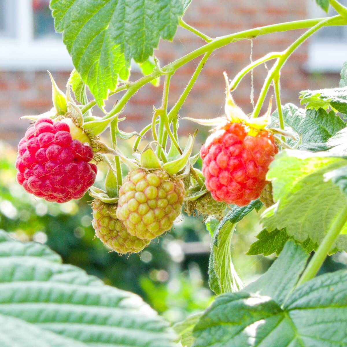 Raspberry Glen Fyne Berries Ripening on the Plant