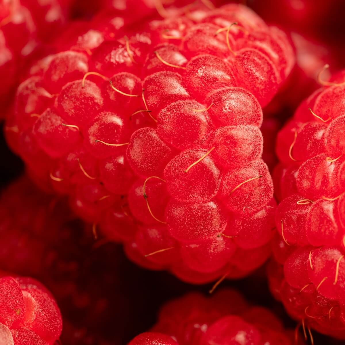 Raspberry Glen Mor Ripe Fruit