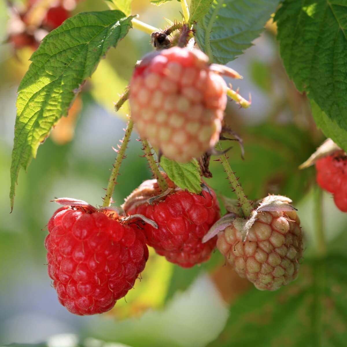 Raspberry Heritage Fruit Ripening on the Plant