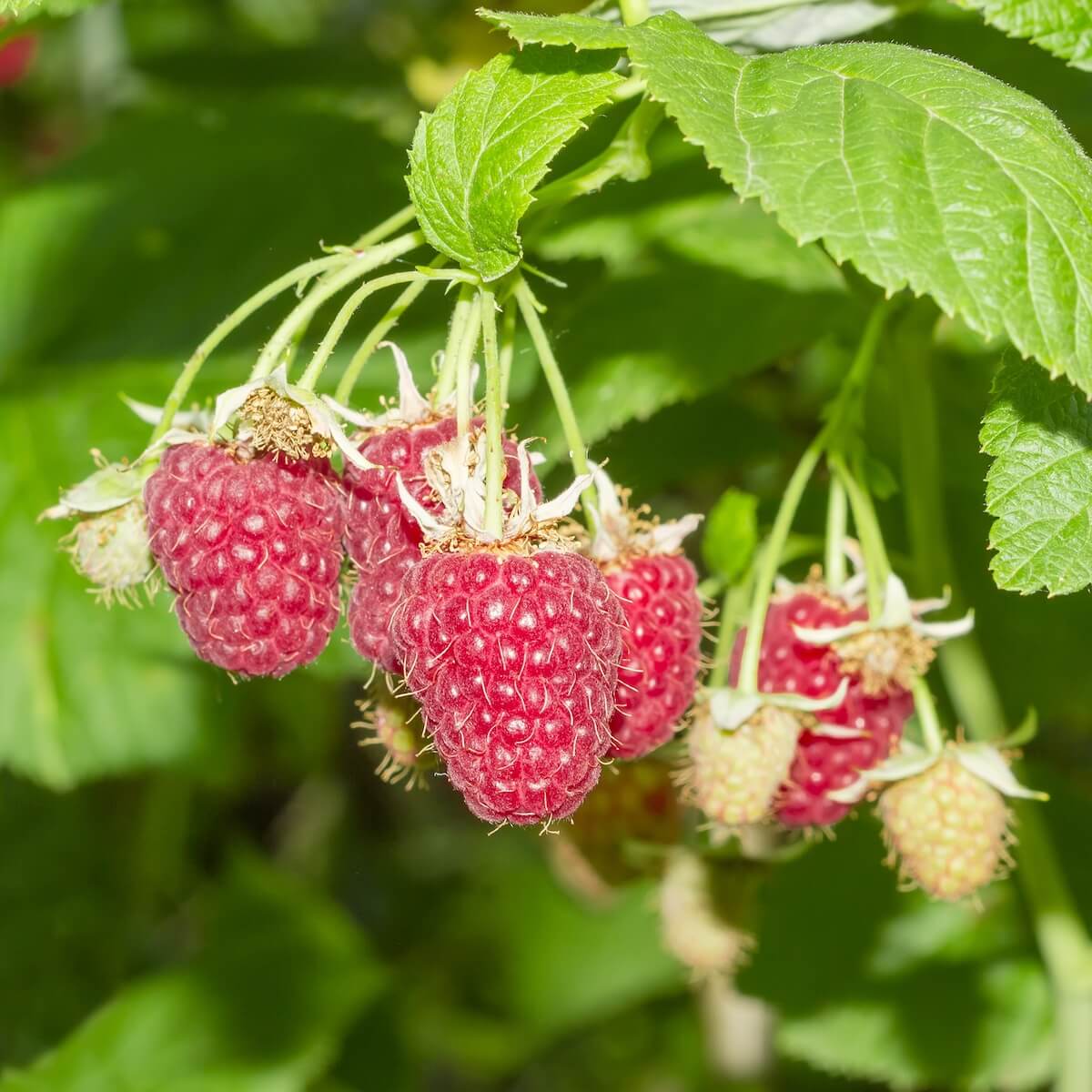 Raspberry Imara Fruit Ripening on the Plant
