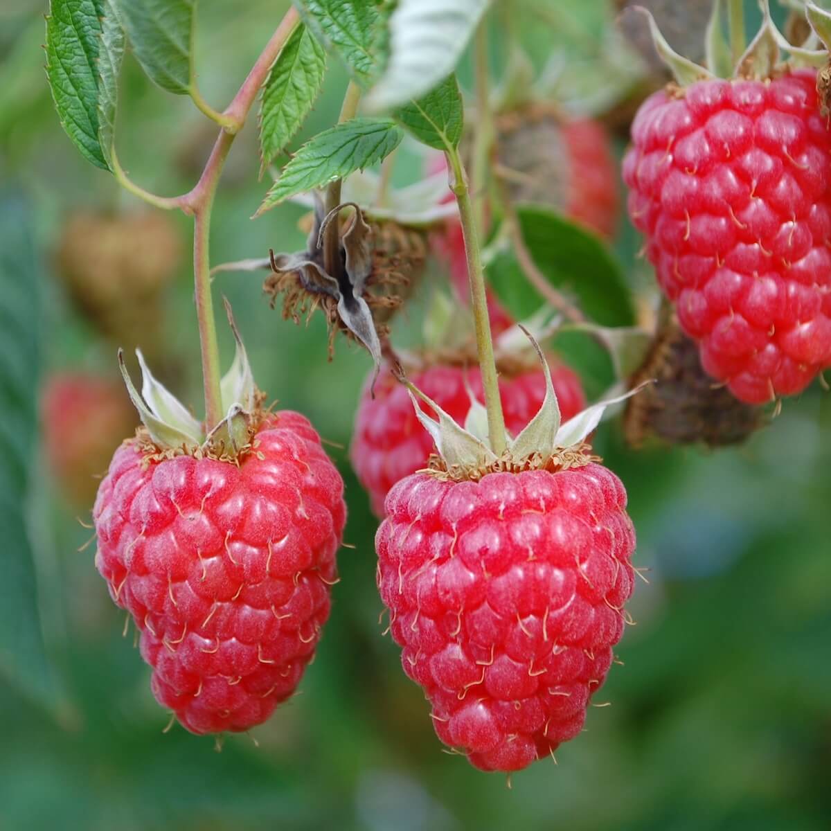 Raspberry Joan J Fruit Ripening on the Plant