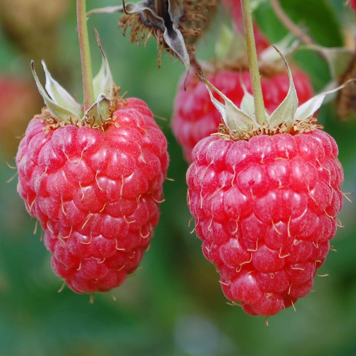 Raspberry Malling Juno Fruit Ripening on the Plant