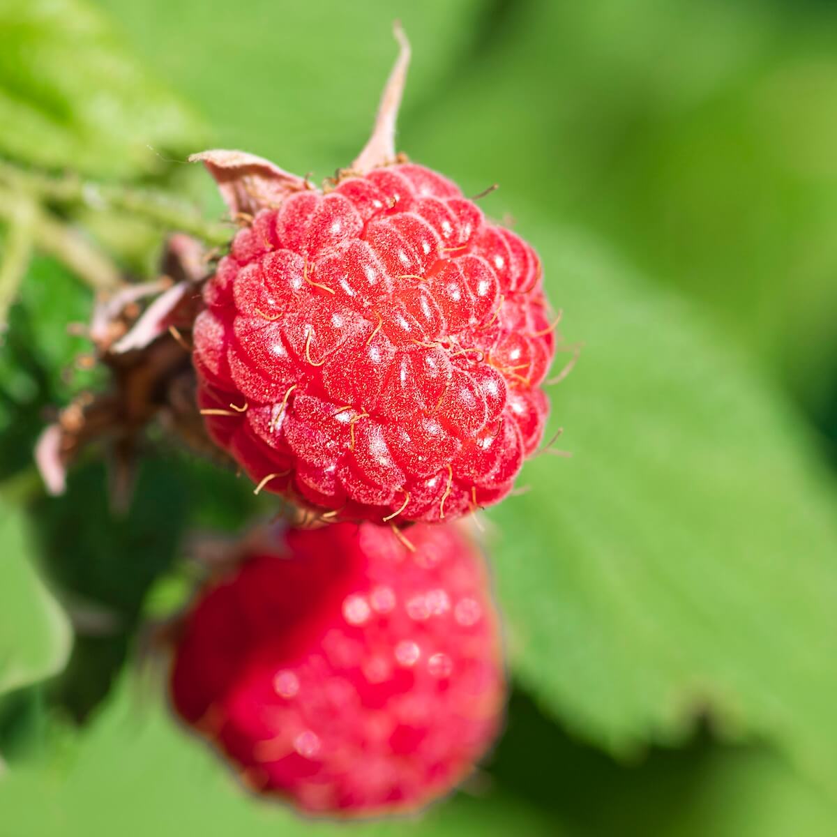 Raspberry Malling Minerva Ripe Fruit on the Plant