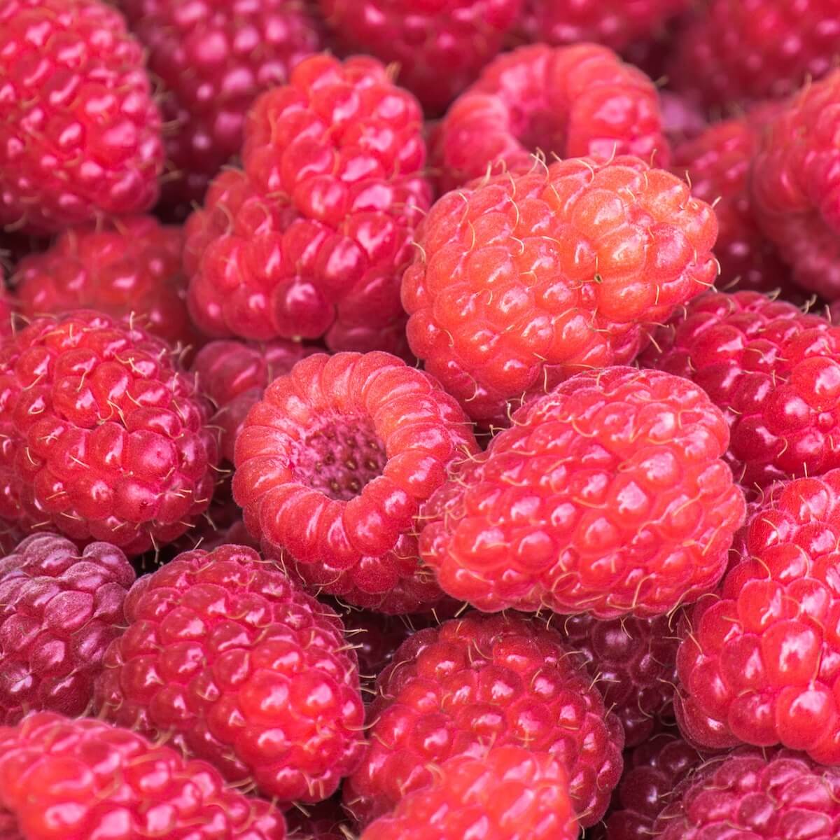 Raspberry Malling Promise Ripe Fruit