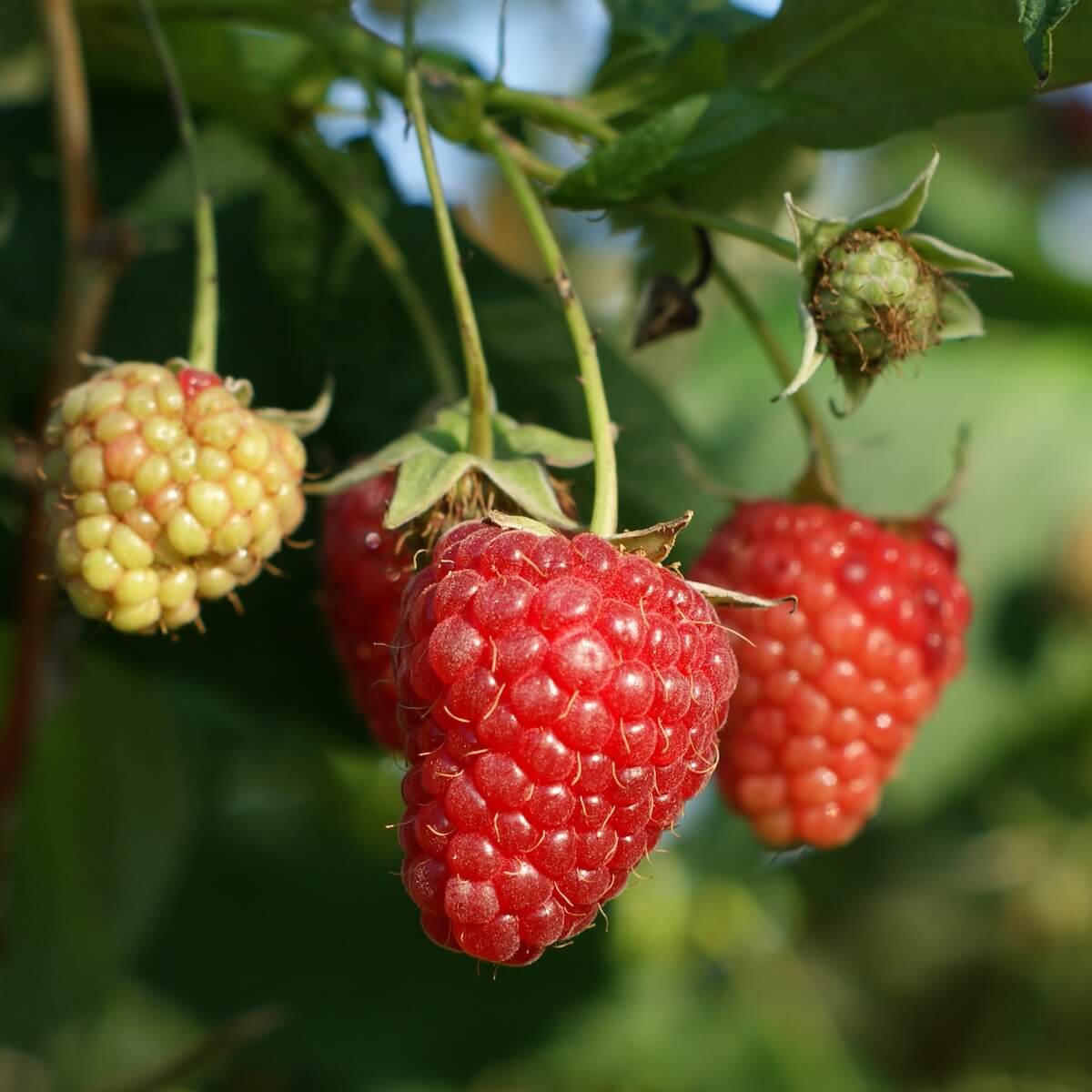 Raspberry Paris Fruit Ripening on the Plant