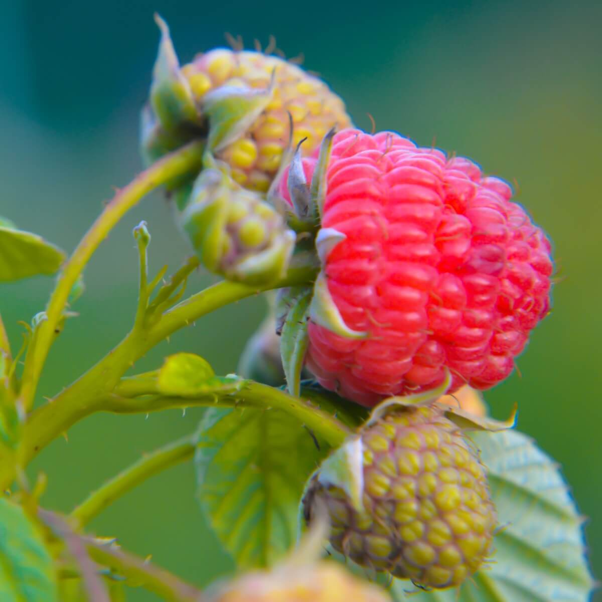 Raspberry Tulameen Pearl Fruit Ripening on the Plant