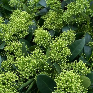 Skimmia japonica Finchy