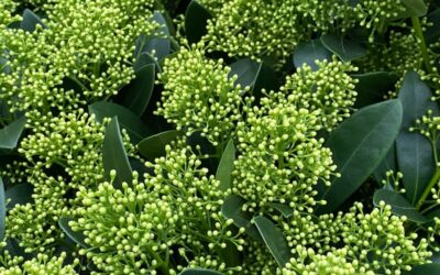 Skimmia japonica Finchy