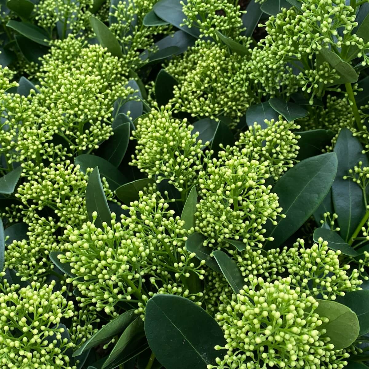 Skimmia japonica Finchy Flowers in December Skimmia japonica Finchy Flowers in December