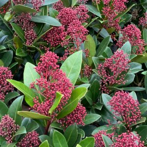 Skimmia japonica Rubella