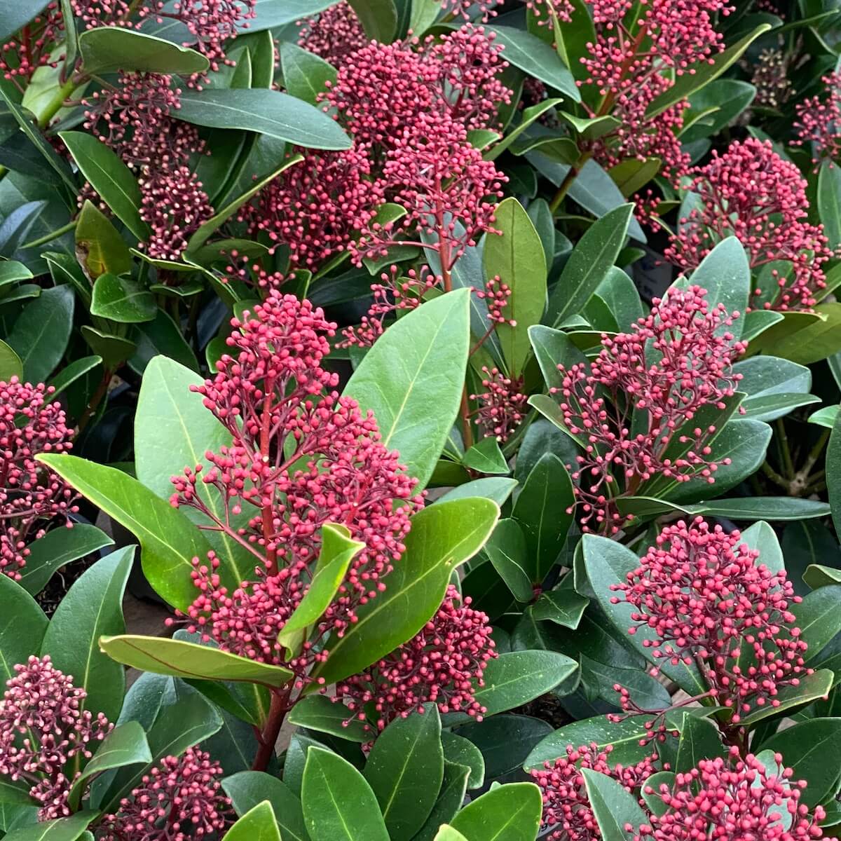 Skimmia japonica Rubella Flowers in December