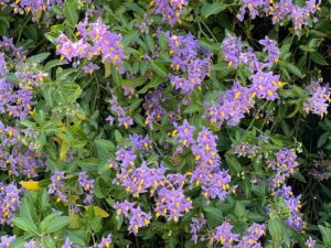 Solanum Glasnevin