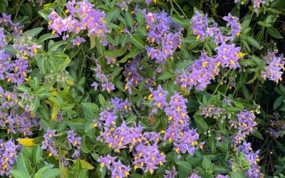 Solanum Glasnevin