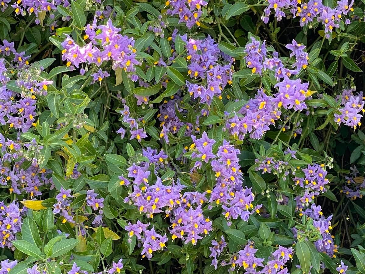 Solanum Glasnevin Cropped Solanum Glasnevin