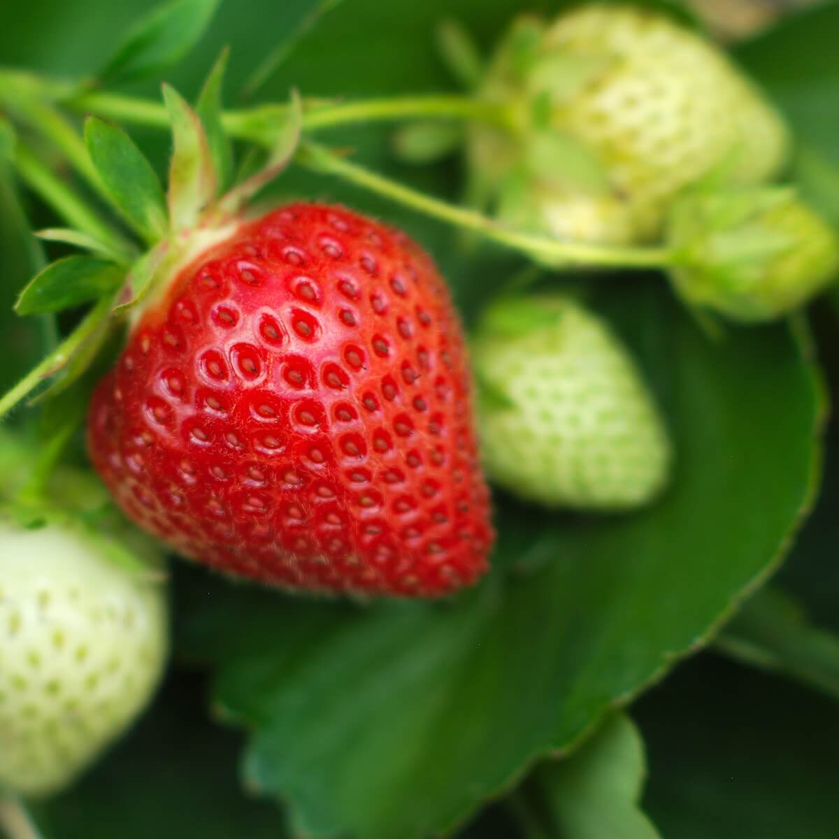 Strawberries Ripening on the Plant in Summer