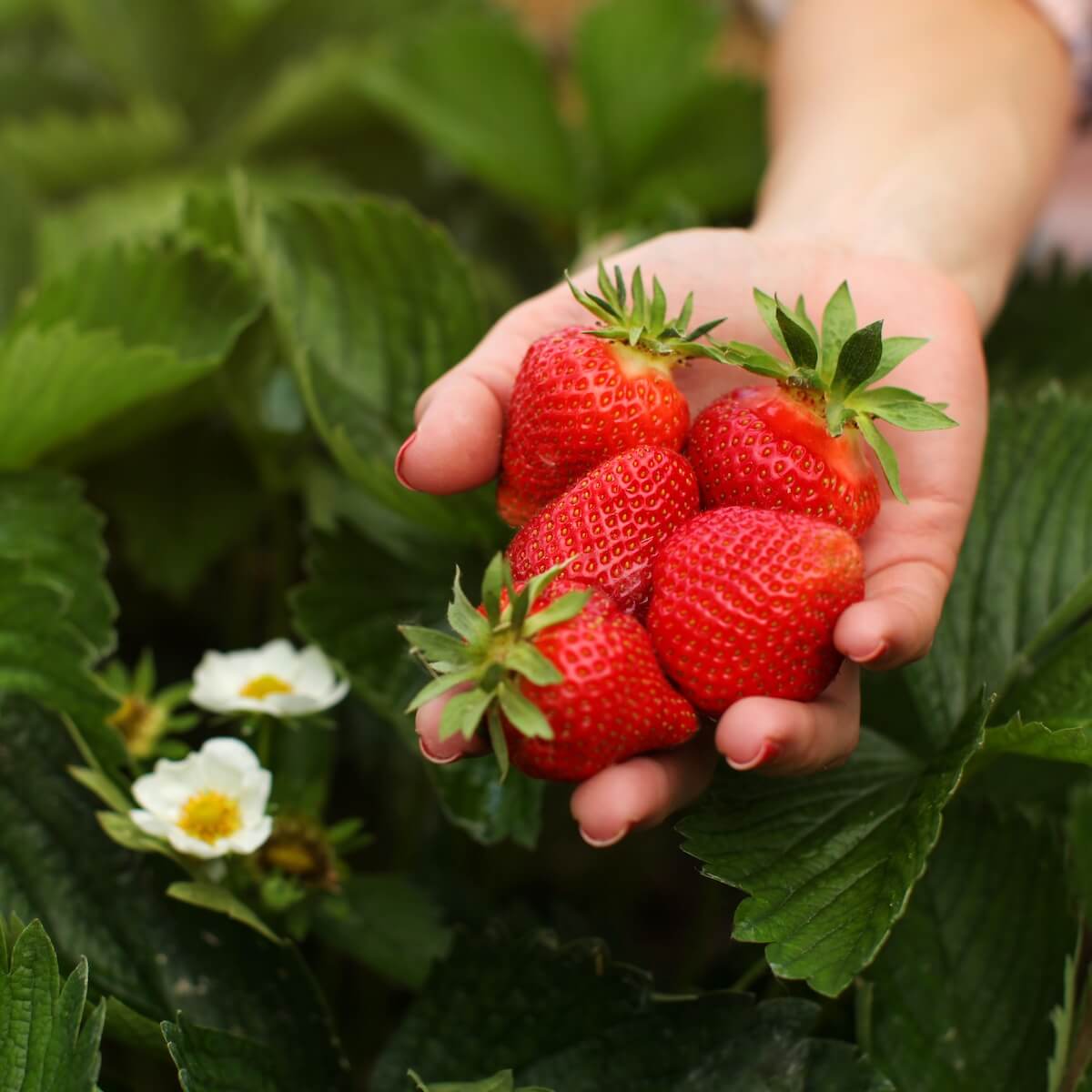 Strawberry Allegro Fruit in Womans Hand