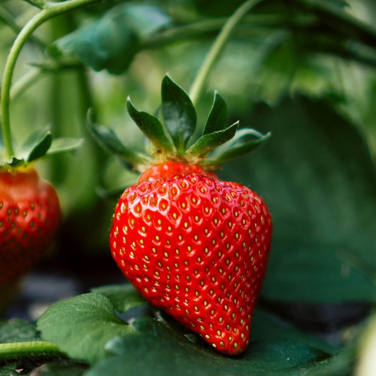 Strawberry Christine Fruit Ready to be Picked