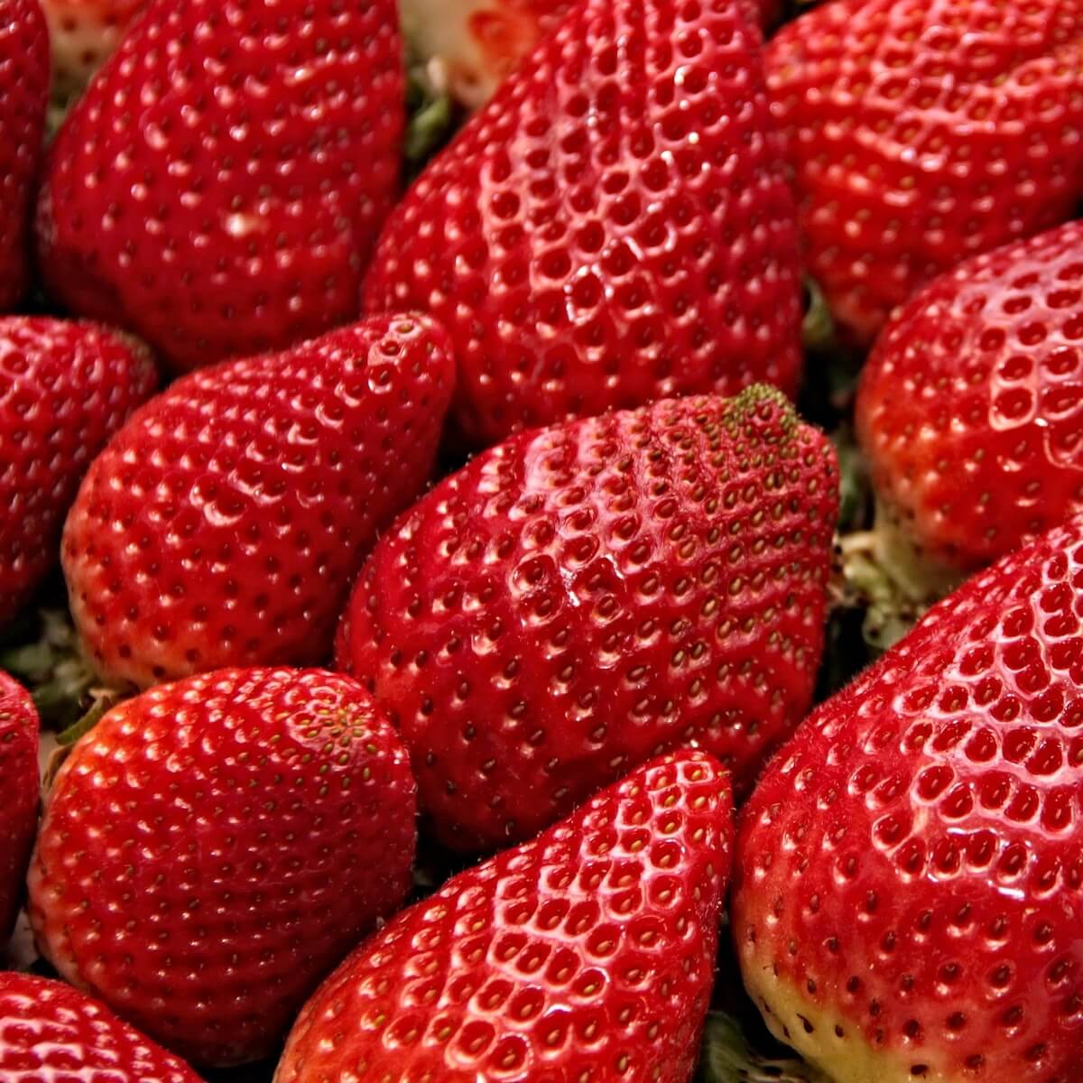 Strawberry Florence Ripe Fruit