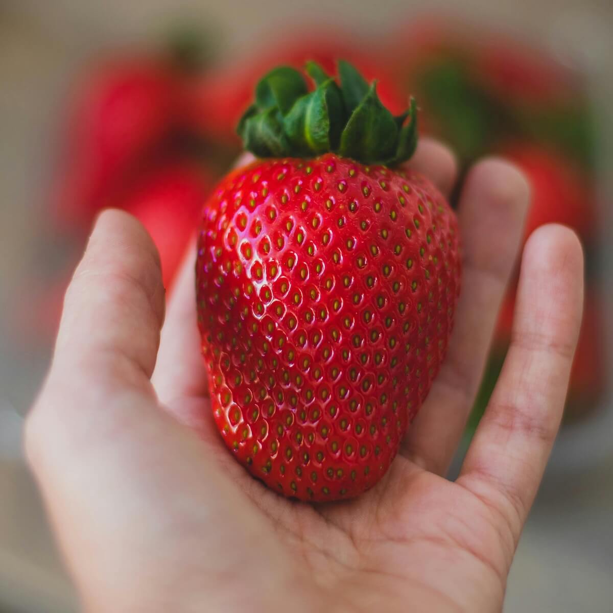 Strawberry Honeoye Large Fruit
