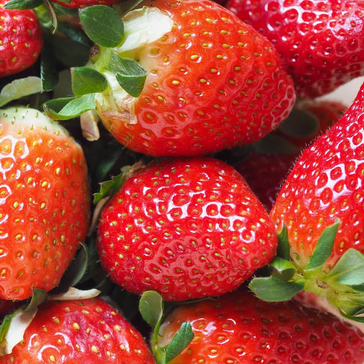 Strawberry Malling Centenary Outstanding Variety