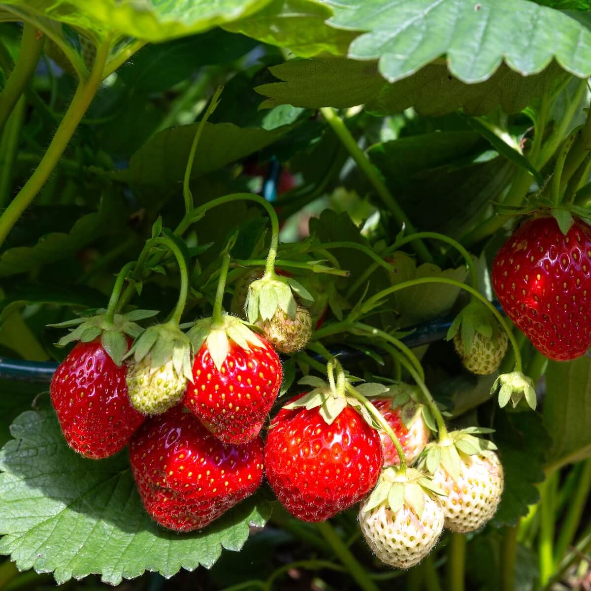Strawberry Malling Champion Fruit Ripening on the Plant