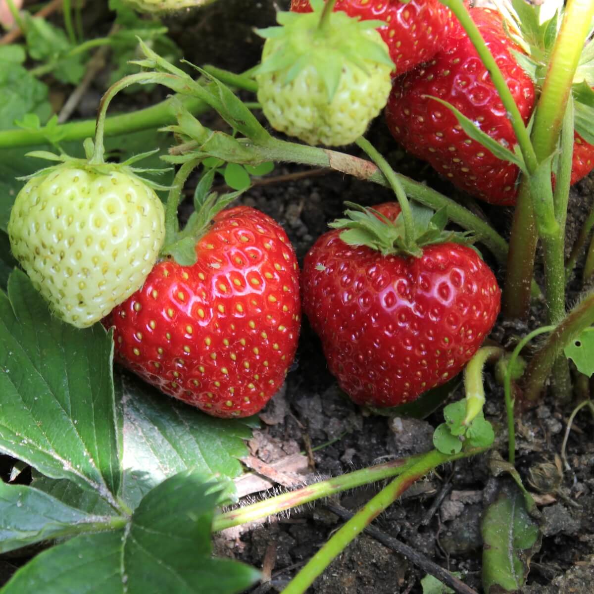 Strawberry Malling Opal Fruit Ripening on the Plant