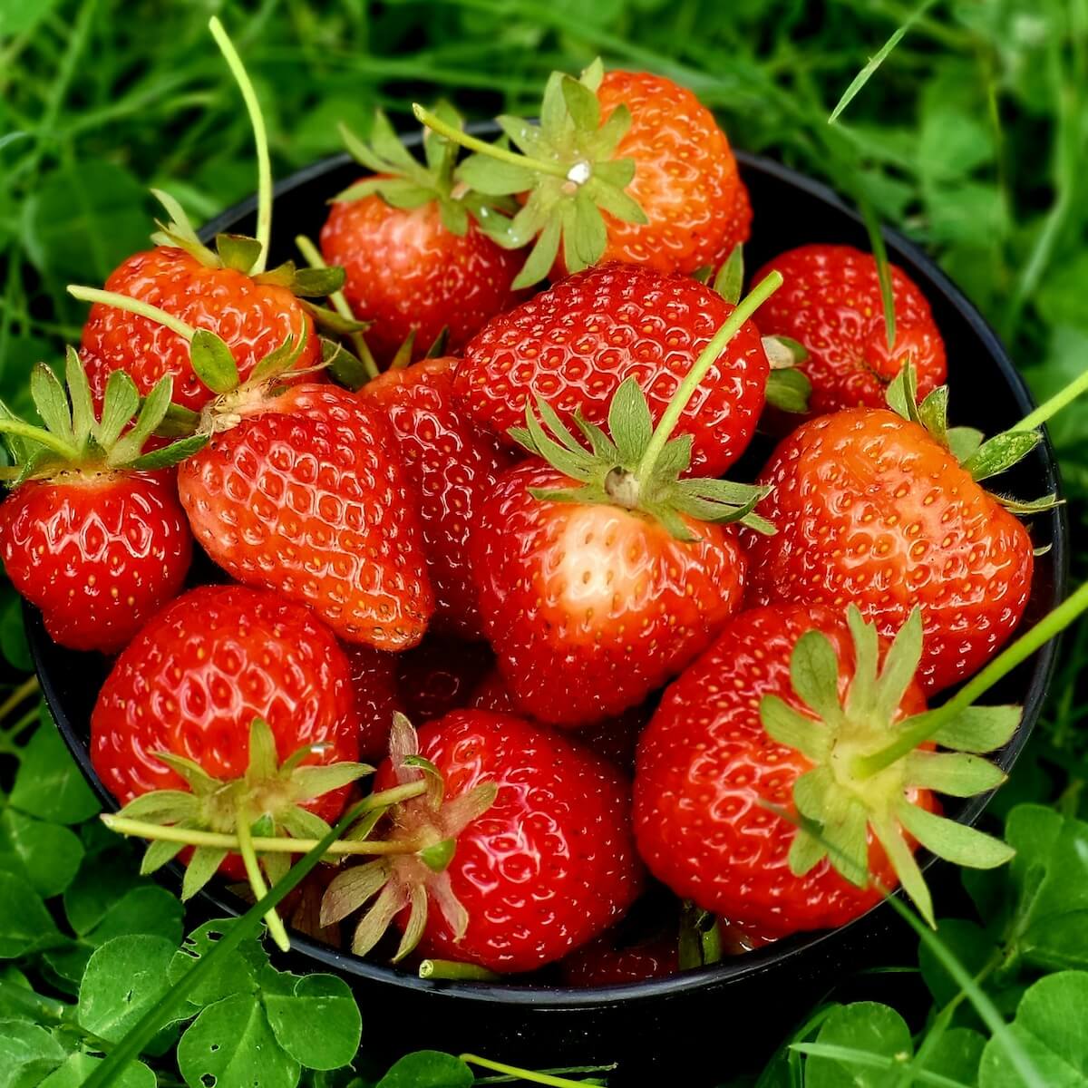 Strawberry Rendezvous Fruit Picked and in a Bowl