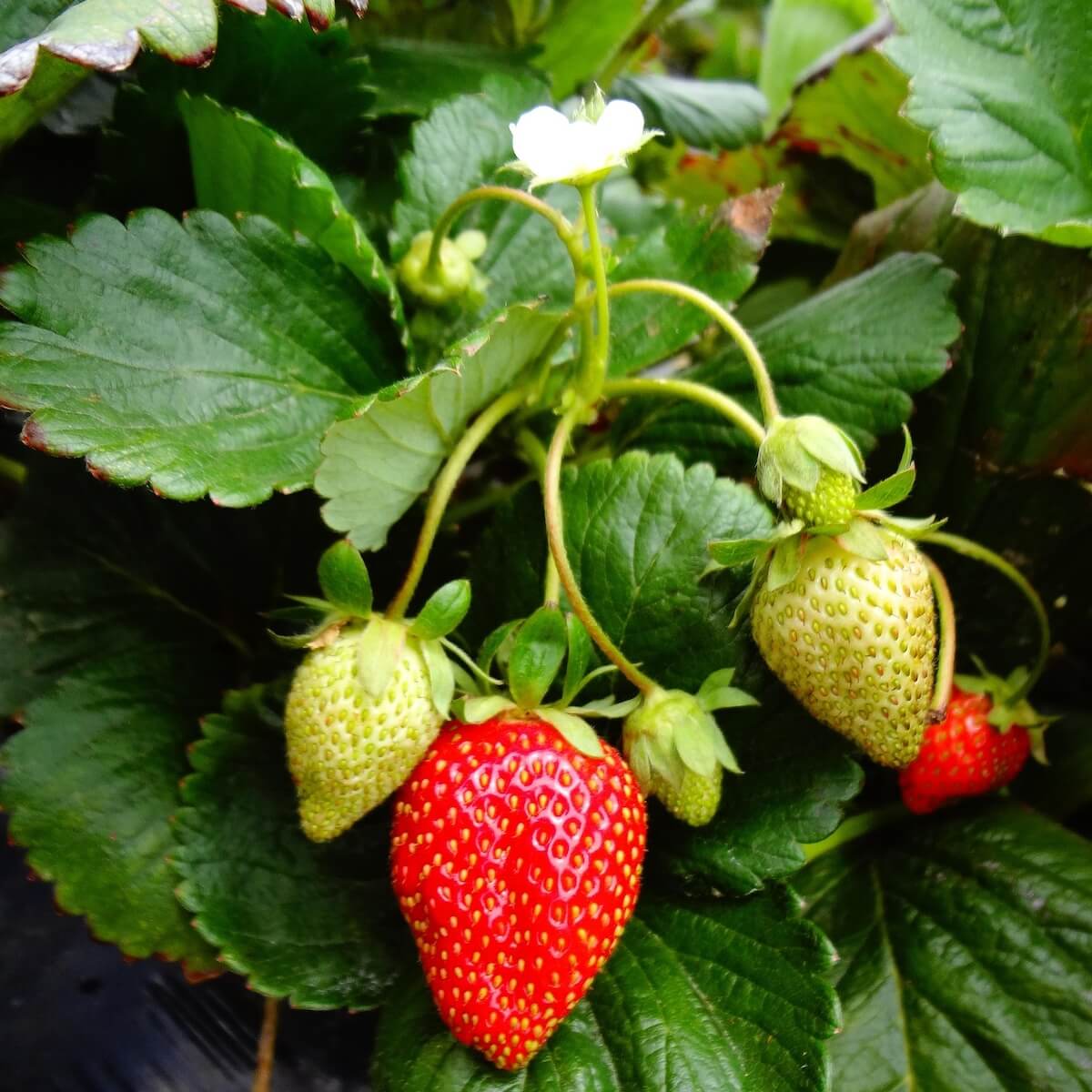 Strawberry Royal Sovereign Fruit Ripening on the Plant