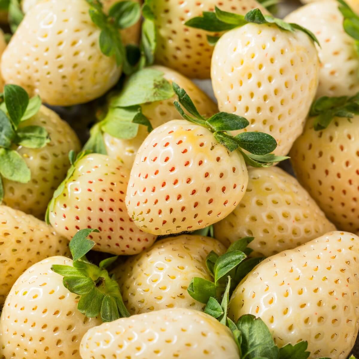 Strawberry Snow White Ripe Fruit