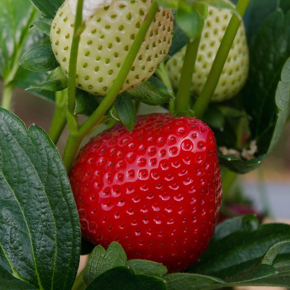 Strawberry Sonata Ripening on the Plant