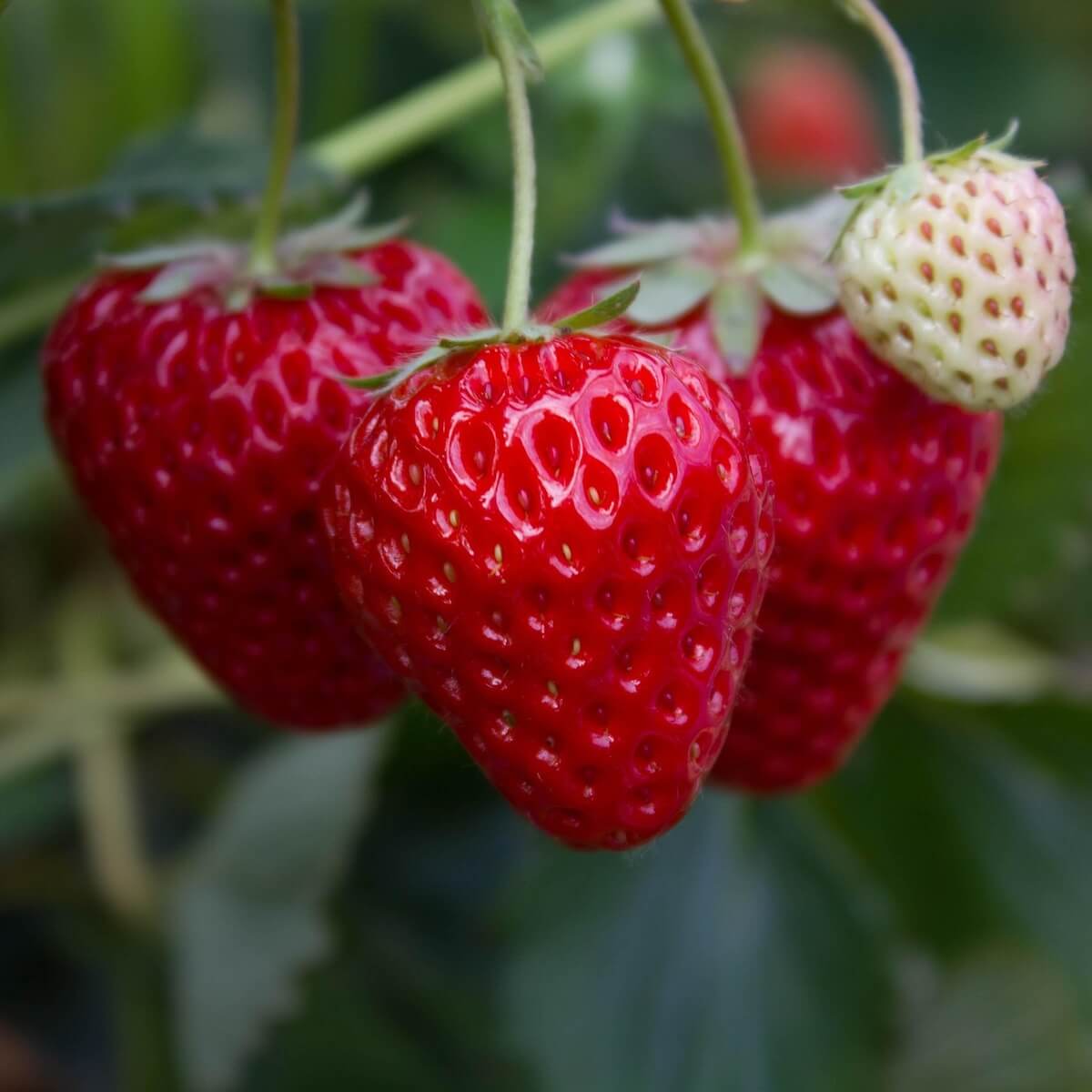 Strawberry Sweetheart Fruit Ripening on the Plant