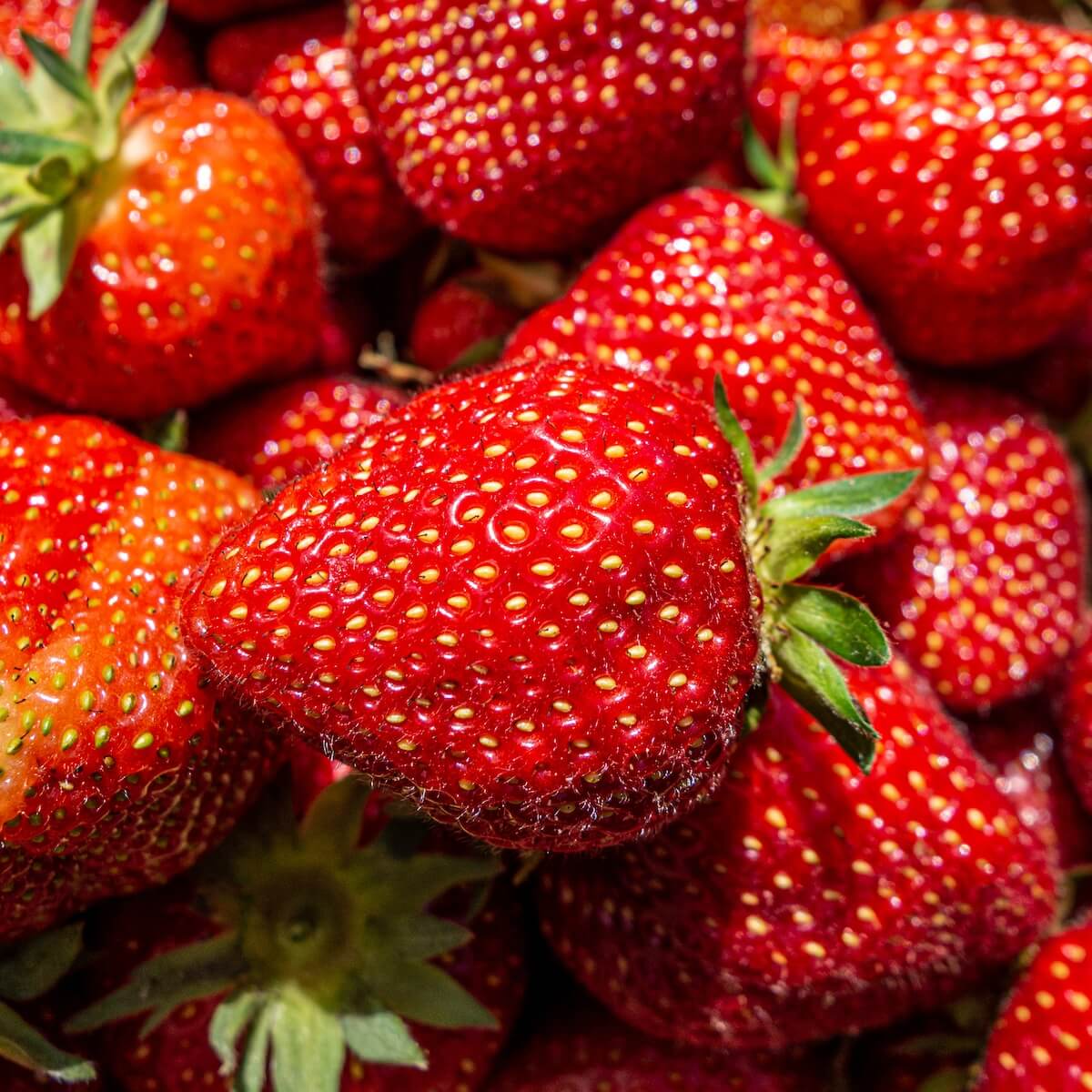 Strawberry Vibrant High Sugar Fruit