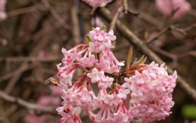 Viburnum × bodnantense Dawn