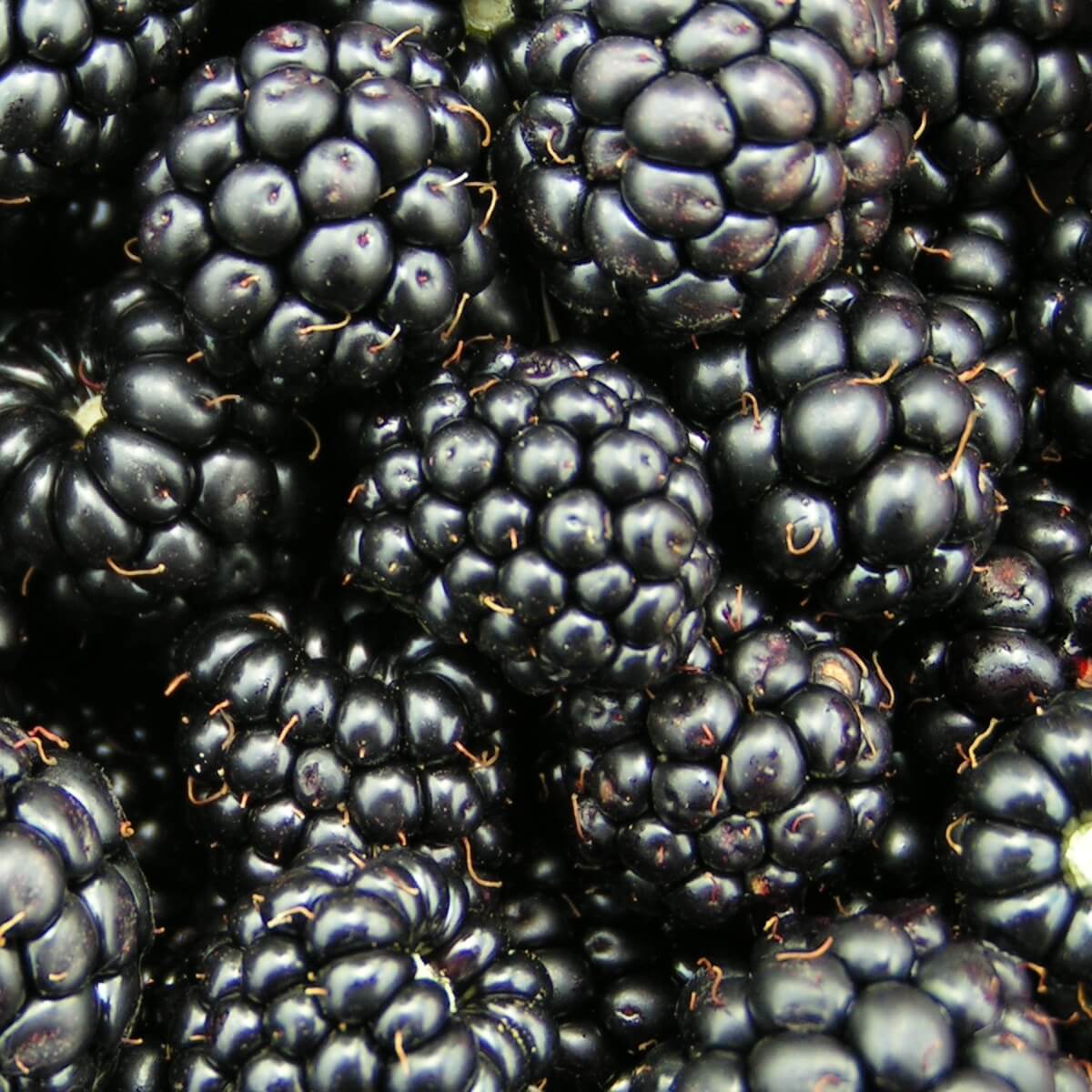 Blackberry Chester Ripe Fruit