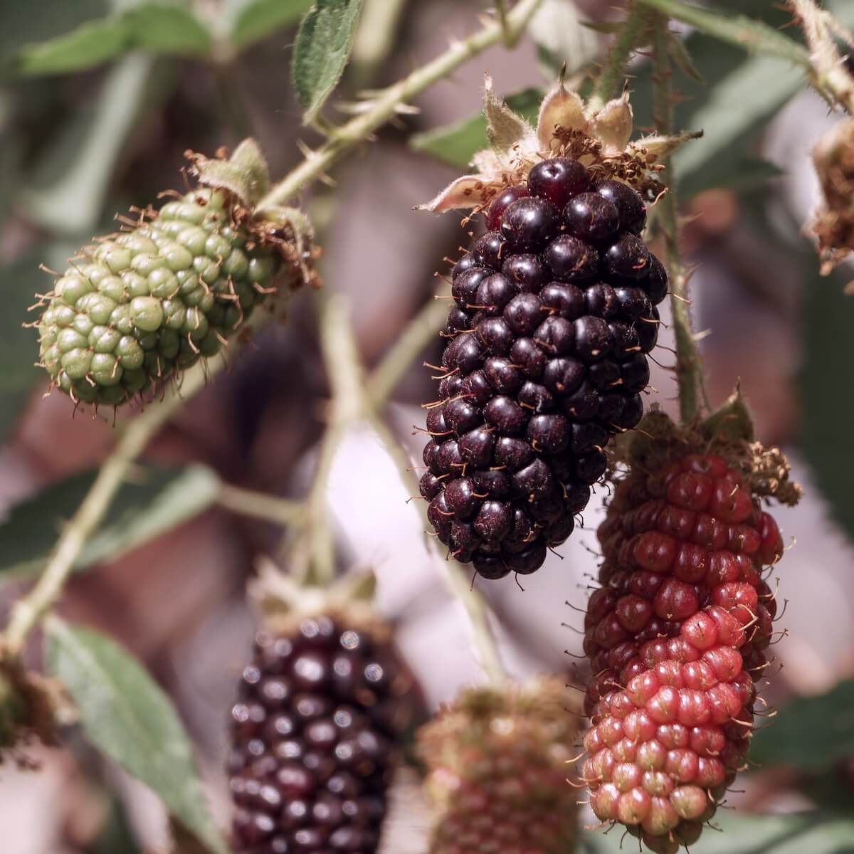 Blackberry Karaka Black Fruit Ripening on the Plant