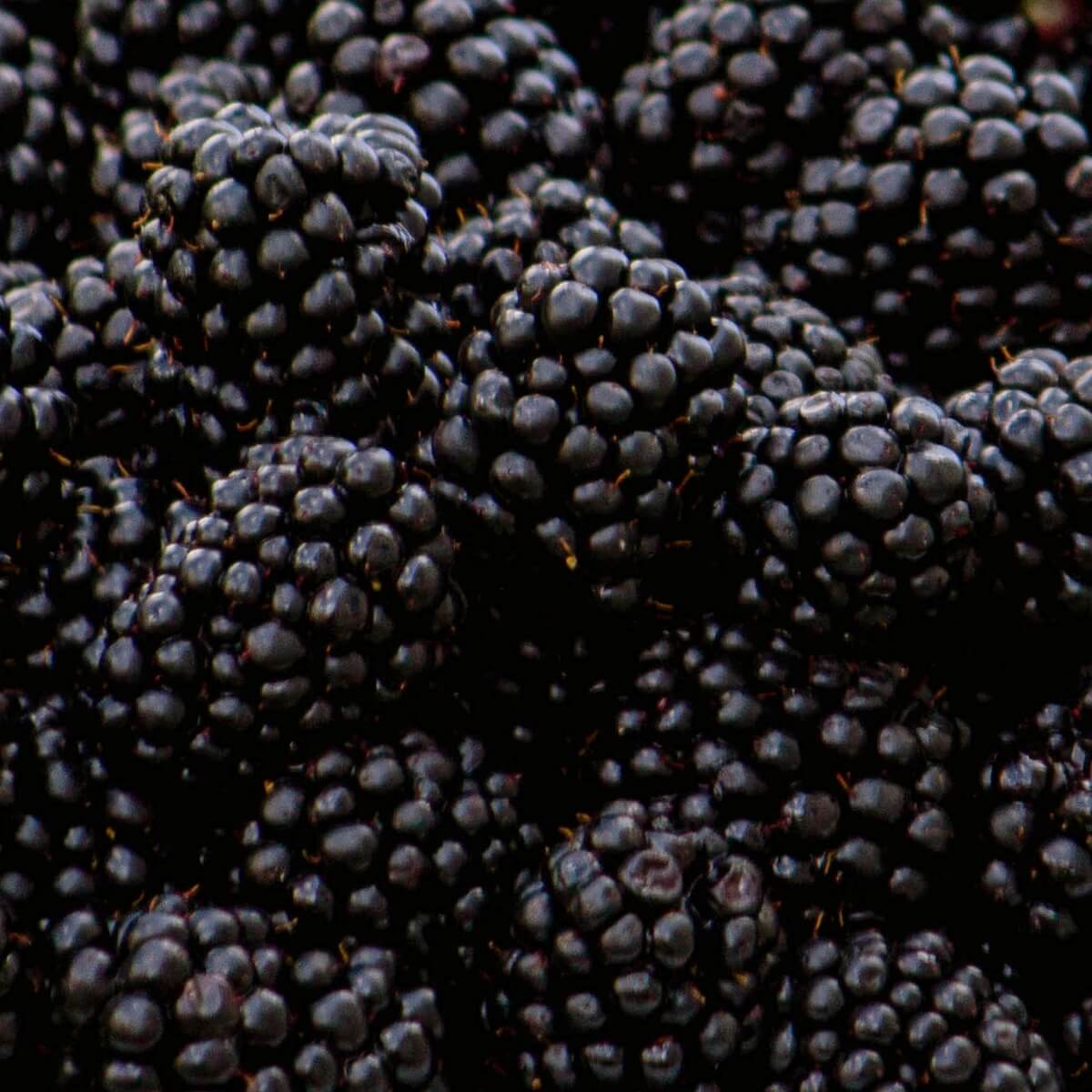 Blackberry Loch Tay Ripe Fruit